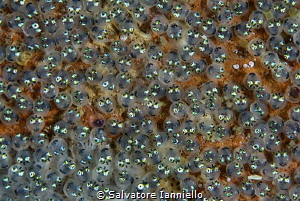 New eyes look the sea by Salvatore Ianniello 